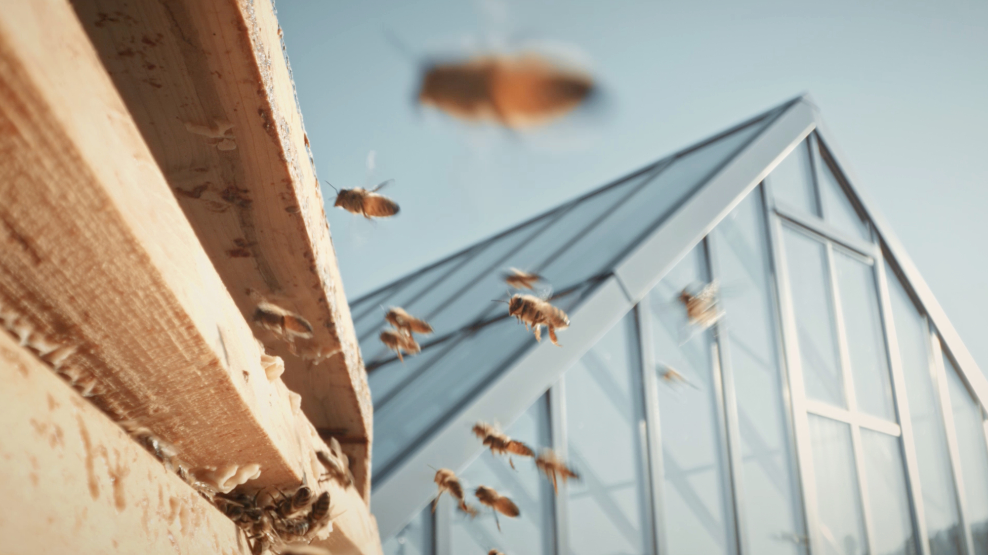 Bild zum Event: Erlebnis bei den Zürcher Stadtbienen